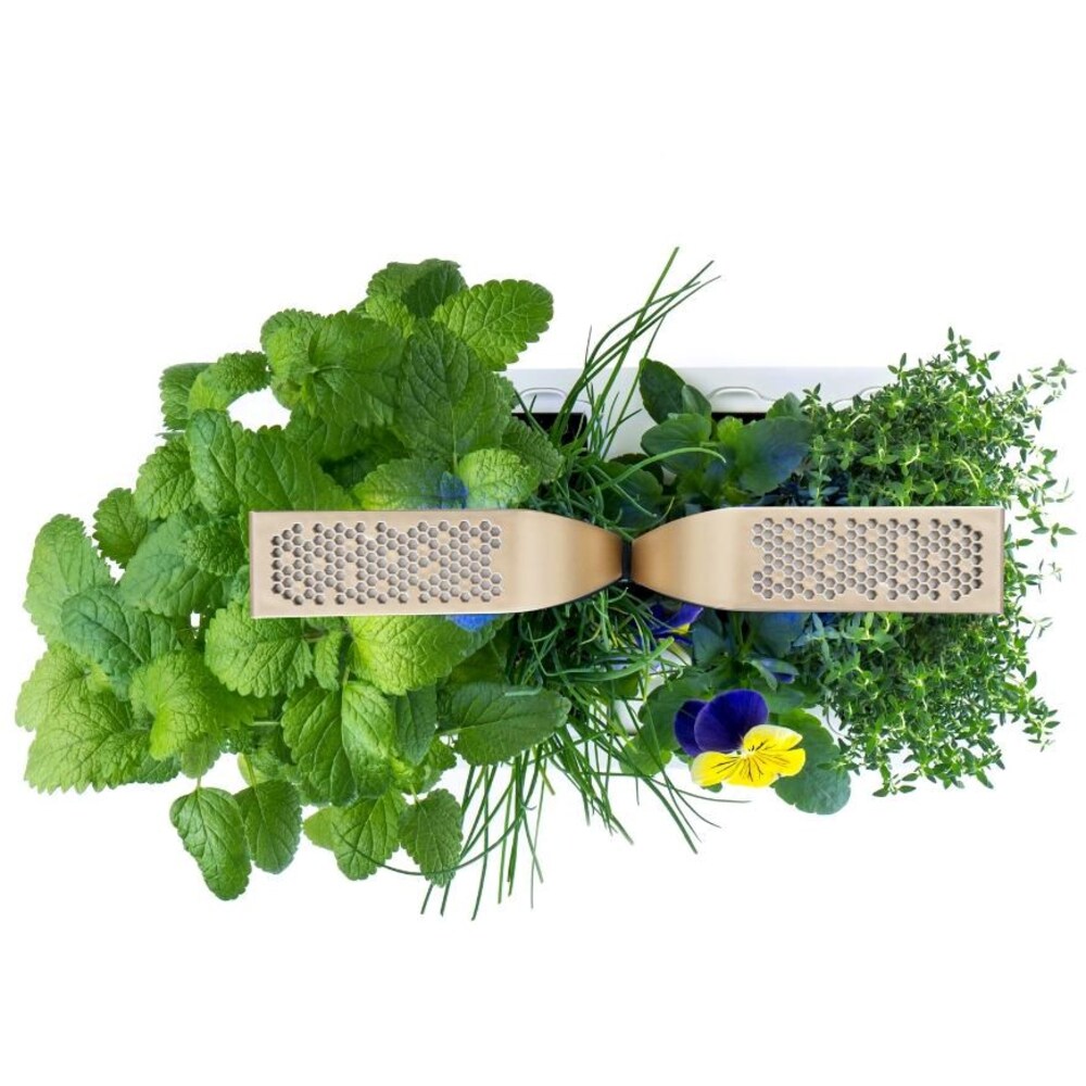 Čtyři Lingoty v zahrádce CONNECT