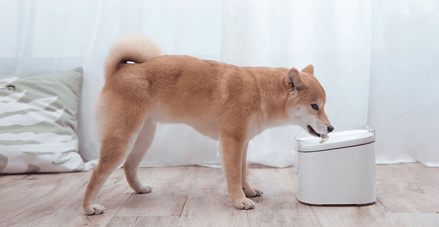 Smart Pet Fountain Filter - snadná instalace a výměna